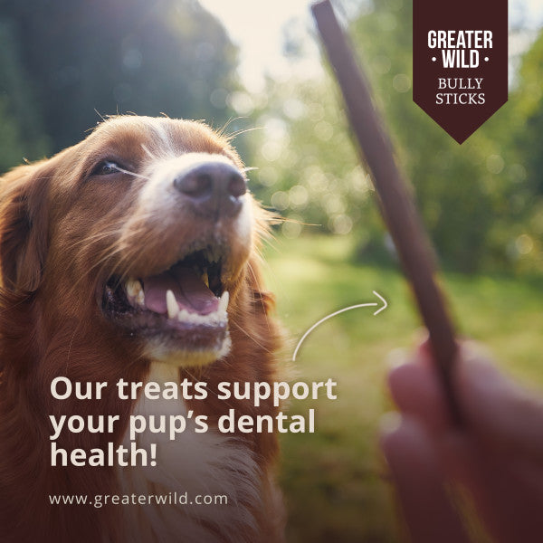 Are bully sticks 2025 safe for dogs teeth